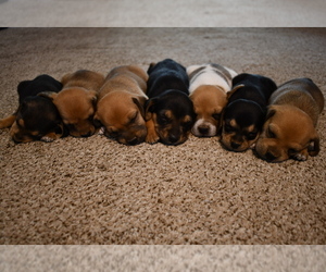 American Staffordshire Terrier-Beagle Mix Puppy for sale in AUBURN, KY, USA