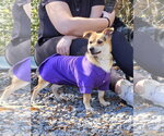 Mister - Male Australian Shepherd-Chihuahua Mix Dog for Adoption - Small photo