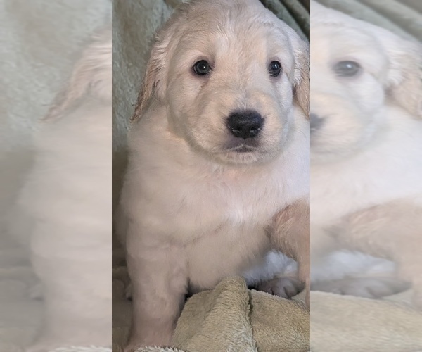 Medium Photo #35 Golden Retriever Puppy For Sale in MODESTO, CA, USA