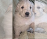 Small Photo #59 Golden Retriever Puppy For Sale in MODESTO, CA, USA