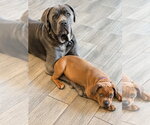 Small #18 American Staffordshire Terrier Mix