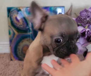 French Bulldog Puppy for sale in HIALEAH, FL, USA