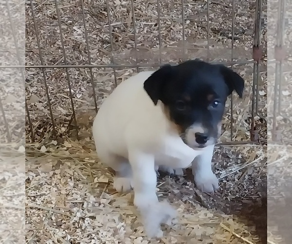Medium Photo #1 Jack Russell Terrier Puppy For Sale in SPOTSYLVANIA, VA, USA