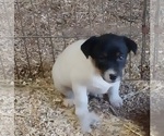 Small Photo #1 Jack Russell Terrier Puppy For Sale in SPOTSYLVANIA, VA, USA