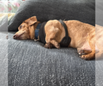 Small #4 Dachshund