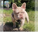 Small Photo #1 French Bulldog Puppy For Sale in PLACERVILLE, CA, USA