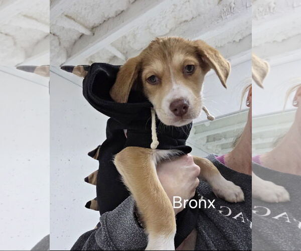 Medium Photo #2 Mutt Puppy For Sale in Ball Ground, GA, USA