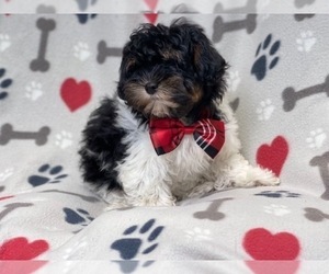 ShihPoo Puppy for sale in LAKELAND, FL, USA
