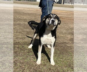 Siberian Husky-Unknown Mix Dogs for adoption in Rockaway, NJ, USA