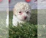 Small Photo #5 Poodle (Toy) Puppy For Sale in LOUISA, VA, USA