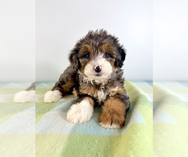 Medium Photo #4 Bernedoodle (Miniature) Puppy For Sale in GREENFIELD, IN, USA