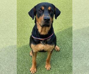 Rottweiler-Unknown Mix Dogs for adoption in Fayetteville, NC, USA