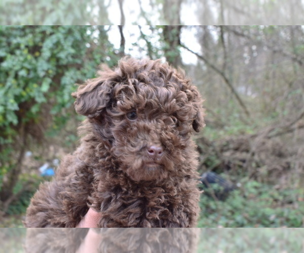 Medium Photo #2 Poodle (Miniature) Puppy For Sale in RIVERDALE, MD, USA