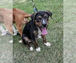Small #2 Mutt