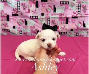 Maltese Puppy for sale in WINNSBORO, LA, USA