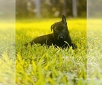 Small Photo #13 German Shepherd Dog Puppy For Sale in WEST POINT, VA, USA