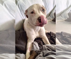 American Pit Bull Terrier-Unknown Mix Dogs for adoption in Germantown, OH, USA