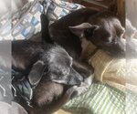 Small #5 Chihuahua Mix