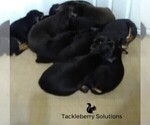 Small Photo #10 Doberman Pinscher Puppy For Sale in MOUNT OLIVE, NC, USA