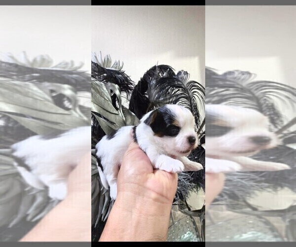 Medium Photo #4 Yorkshire Terrier Puppy For Sale in TEMPE, AZ, USA