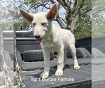 Puppy Lady German Shepherd Dog
