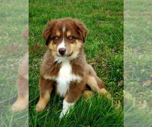Australian Shepherd Puppy for sale in NEOSHO, MO, USA