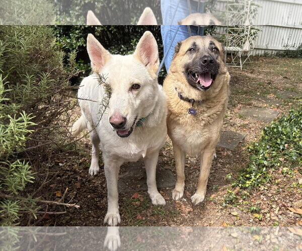 Medium Photo #1 German Shepherd Dog Puppy For Sale in Rocky Point, NC, USA
