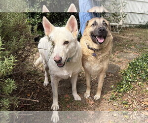 Lucas & Chelsy - Female German Shepherd Dog Dog for Adoption