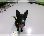 A080903 - Male Mutt Dog for Adoption - Small photo