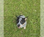 Small Photo #18 Australian Cattle Dog Puppy For Sale in LAURINBURG, NC, USA