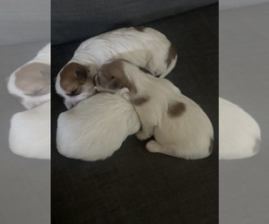 Maltipoo-Morkie Mix Puppy for sale in WINDSOR, CA, USA