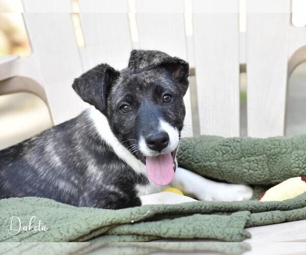 Medium Photo #5 Huskies -Labrador Retriever Mix Puppy For Sale in Brewster, NY, USA