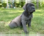 Small #2 Cane Corso