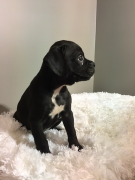 Medium Photo #3 Boxer Puppy For Sale in BECKS MILLS, OH, USA