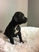 Small Photo #3 Boxer Puppy For Sale in BECKS MILLS, OH, USA