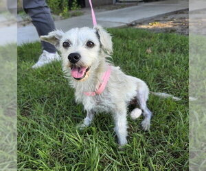 Mutt Dogs for adoption in Long Beach, CA, USA