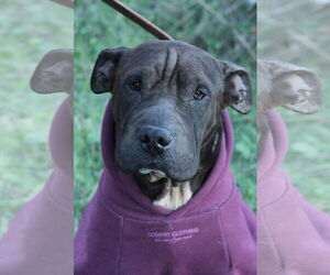 Mutt Dogs for adoption in El Centro, CA, USA