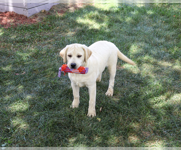 Medium Photo #5 Labrador Retriever Puppy For Sale in SYRACUSE, IN, USA