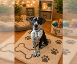 Small #4 Lab-Pointer