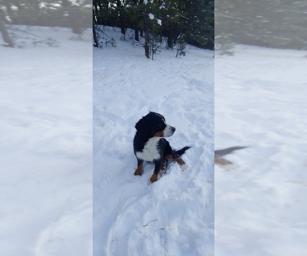 Medium Photo #1 Bernedoodle Puppy For Sale in CALHAN, CO, USA