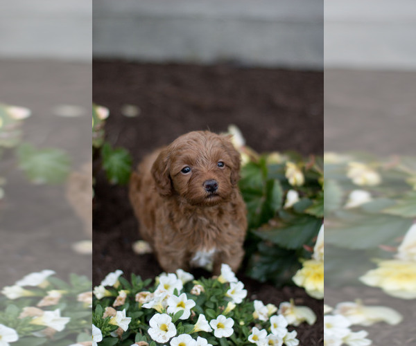 Medium Photo #5 Goldendoodle (Miniature) Puppy For Sale in DENVER, PA, USA