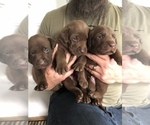 Small Photo #2 Labrador Retriever Puppy For Sale in SELAH, WA, USA