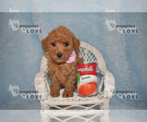 Poodle (Toy) Puppy for sale in SANGER, TX, USA