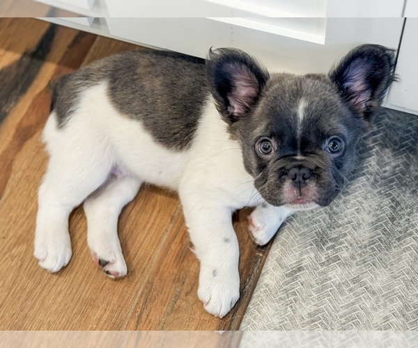 Medium Photo #1 French Bulldog Puppy For Sale in MIDLAND, TX, USA