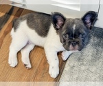 Small French Bulldog