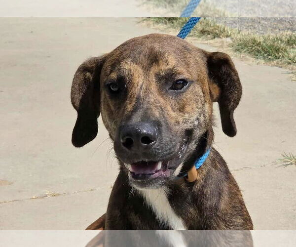 Medium Photo #4 Mountain Cur-Unknown Mix Puppy For Sale in Anniston, AL, USA
