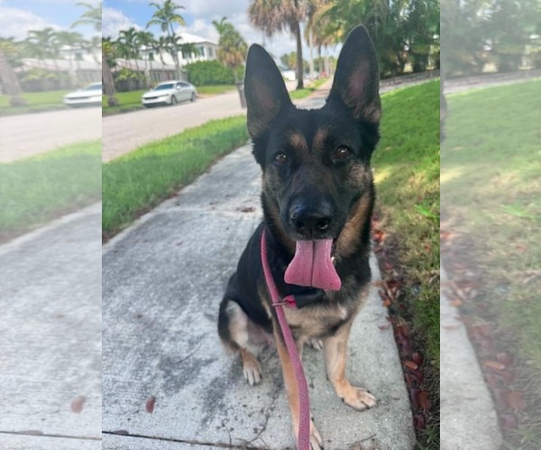 Medium Photo #3 German Shepherd Dog Puppy For Sale in Plantation, FL, USA