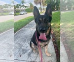 Small #2 German Shepherd Dog