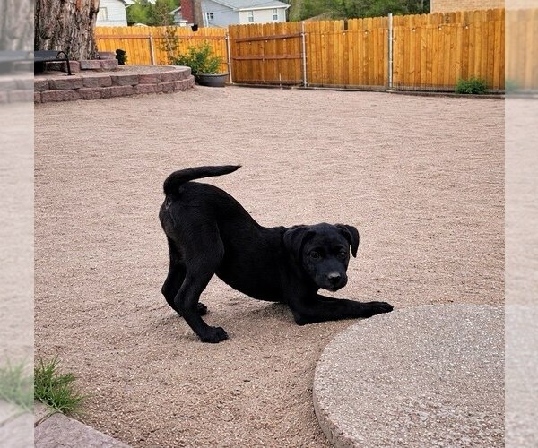 Medium Photo #1 Mutt Puppy For Sale in Winter Park, CO, USA