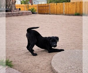 Mutt Dogs for adoption in Winter Park, CO, USA